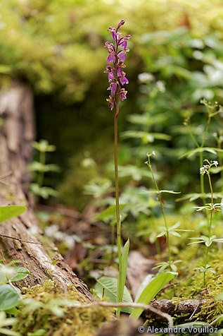 Orchis spitzelii (Orchis de Spitzel)