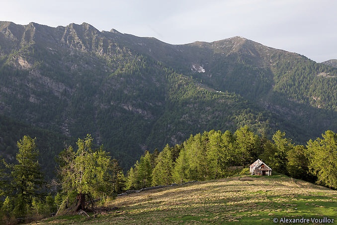 Alpe Pianezza di Vocogno (cabane) avec le sommet du Pilone (ou Cima Pian del Bozzo) en arrière plan