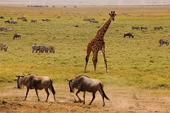 Voyage au Kenya et en Tanzanie